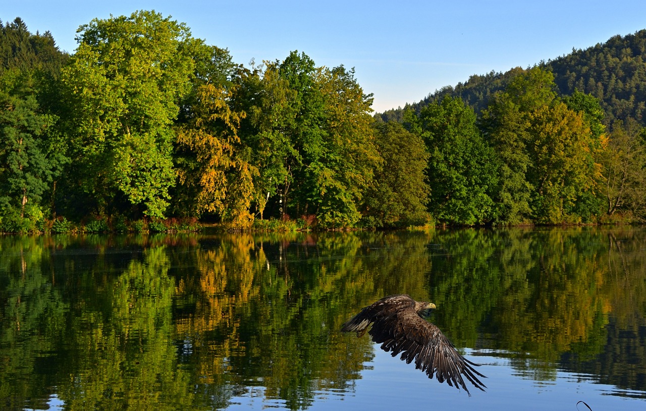Prosto z lasu – rozmowa z leśnikiem.